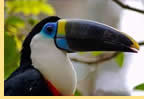 Exclusively gay Amazon River Expedition Cruise