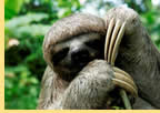 Exclusively gay Amazon River Expedition Cruise