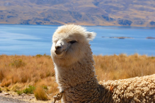 Peru Gay Cruise 2027