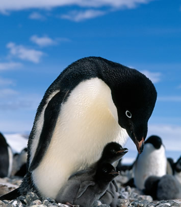 Antarctica penguins gay cruise