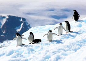 Antarctica gay cruise penguins