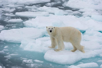 Arctic gay cruise polar bear