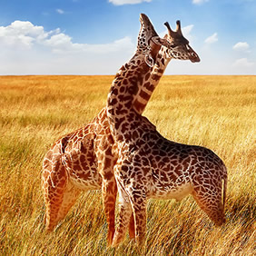 South Africa luxury gay safari