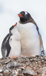 Antarctica Penguins