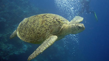 Flores sea turtles