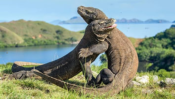 Indonesia gay cruise - Komodo Dragons