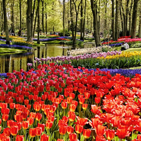 Keukenhof gay tour