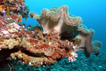 Maldives corals