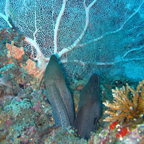Maldives underwater