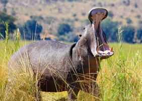 Kasane, Botswana gay safari