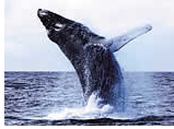 Gay group cruise visiting Icy Strait Point, Alaska