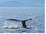 Gay group cruise visiting Inside Passage
