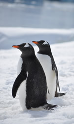 Antarctica Gay group cruise 2023