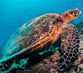 Bermuda wildlife