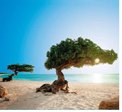 Ultimate Caribbean Gay cruise Oranjestad, Aruba