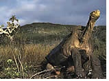 Galapagos Islands Gay group cruise visiting Las Bachas, Santa Cruz