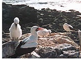 Galapagos Islands Gay group cruise visiting Punta Suarez, Espanola