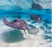 Caribbean Gay group cruise Grand Cayman