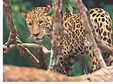 Gay group cruise visiting Puntarenas, Costa Rica
