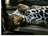 Romance Voyages Down the Amazon River exclusively gay cruise