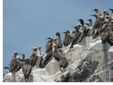 Romance Voyages Gay Peru tour visiting Ballestas Islands