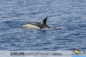 Sporades Greece dolphin