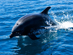 Mexuco Gay sailing cruise dolphin