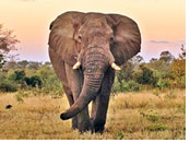 Gay Safari South Africa