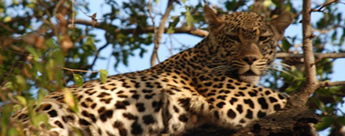 South Africa gay safari
