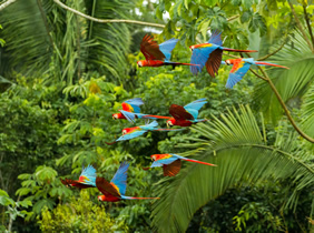 Amazon birds