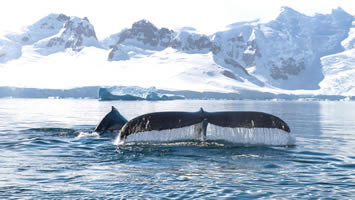 Gay Antarctica cruise adventure - whale