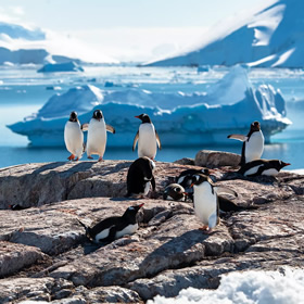 Antarctica cruise penguins