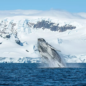 Antarctica cruise whale