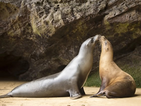 Galapagos gay cruise sea lions