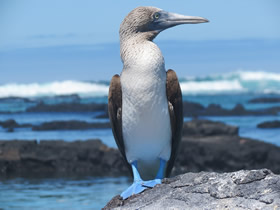 Galapagos Blue Foote Booby