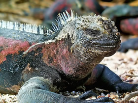 Galapagos marine iguana