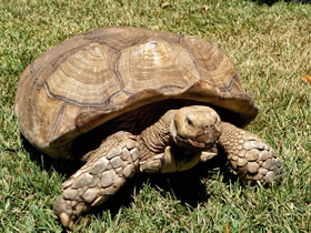 Galapagos turtle