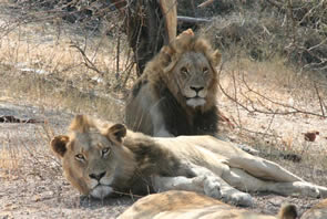 All-gay tour to South Africa