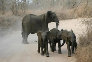 Source Events gay only tour to South Africa