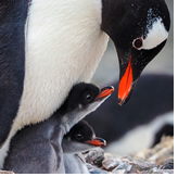 Antarctica Discovery LGBT Cruise 2027