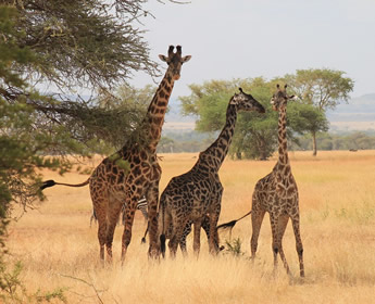 Tanzania lesbian safari