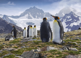 Antarctica lesbian cruise - South Georgia Island King Penguins