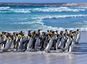 Antarctica lesbian cruise penguins