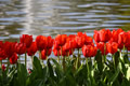 Holland Tulips Lesbian Cruise