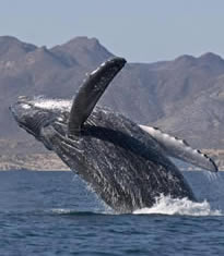 Whales of Magdalena Bay All-Lesbian Mexico Adventure Cruise