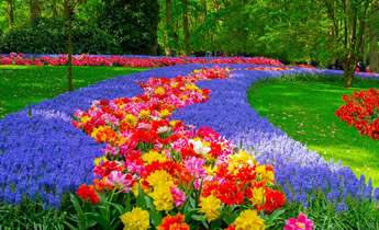 Holland tulips lesbian cruise