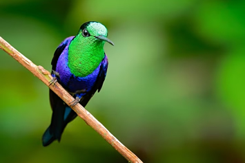 Colombia hummingbird