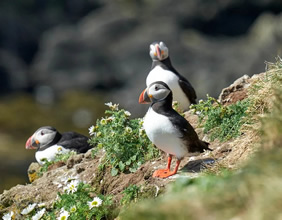Grimsey Island, Iceland gay cruise