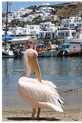 Mykonos pelican