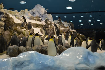 Loro Parque Tenerife